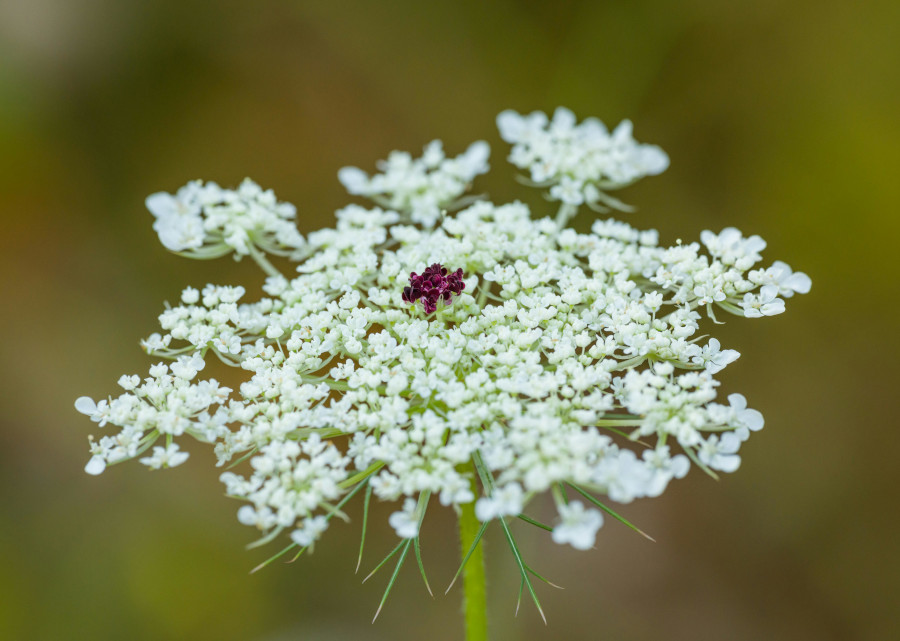 weiße Karottenblüte