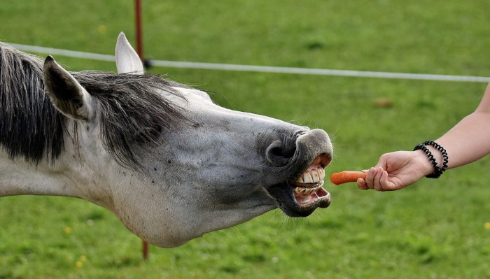 Pferd mit Möhre