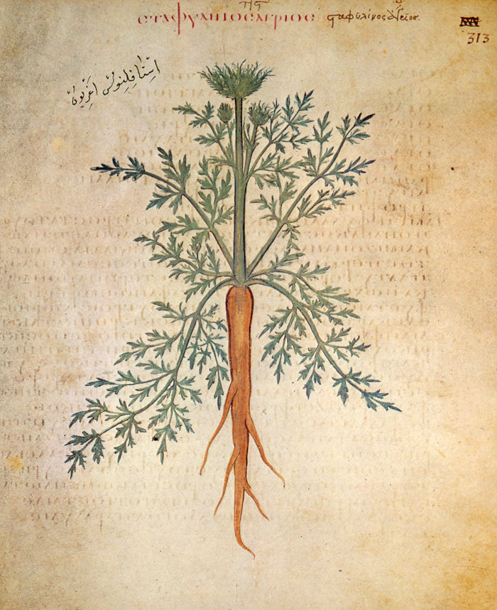 Wiener Dioskurides Kodex auf Blatt 313r